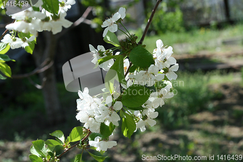 Image of flowers on the cherry tree