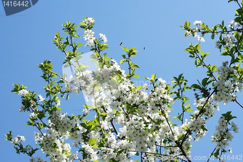 Image of flowers on the cherry tree