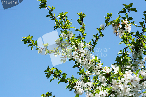 Image of flowers on the cherry tree