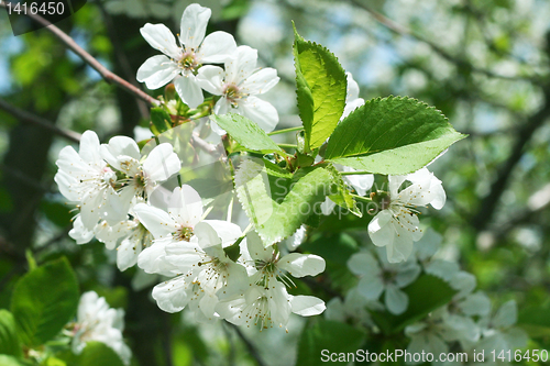 Image of flowers on the cherry tree