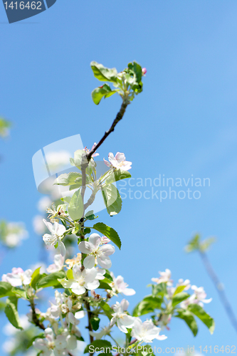 Image of flowers on the cherry tree