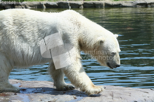 Image of polar bear