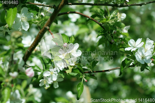 Image of flowers on the cherry tree