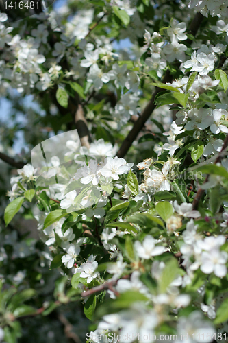 Image of flowers on the cherry tree