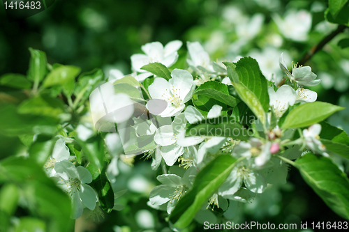 Image of flowers on the cherry tree