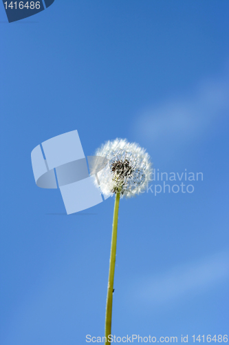 Image of dandelion and sky