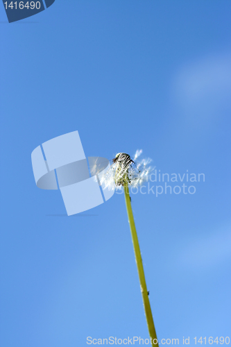 Image of dandelion and sky