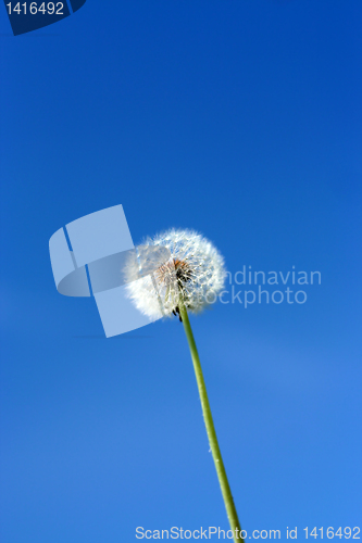 Image of dandelion and sky