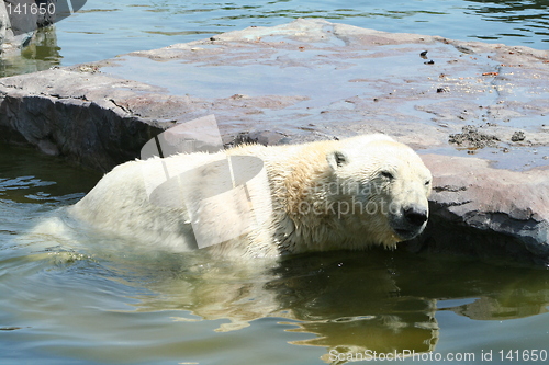 Image of polar bear