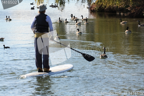 Image of Man on paddle-board heading towards geese