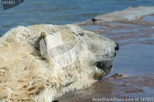 Image of polar bear