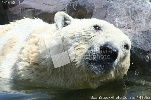 Image of polar bear