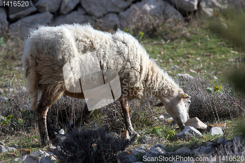 Image of Sheep