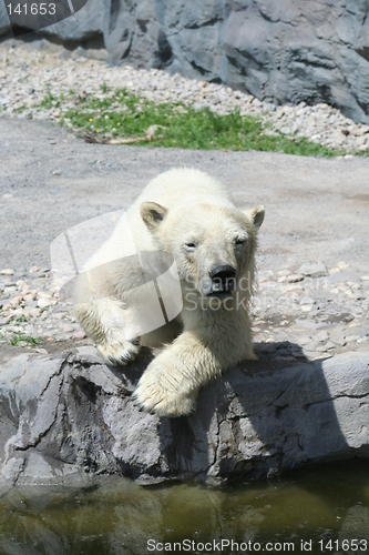 Image of polar bear