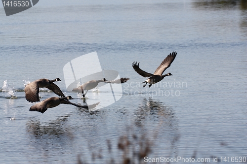 Image of Geese with wings spread