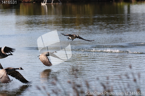 Image of Goose with wings almost touches the water