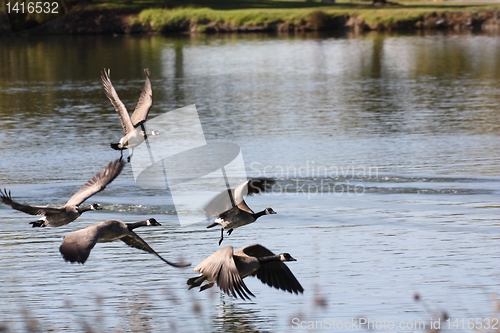 Image of Wings almost touching the water