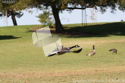 Image of Goose getting ready to land