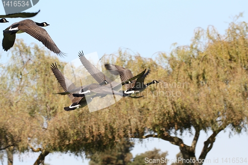 Image of Geese heading towards the trees