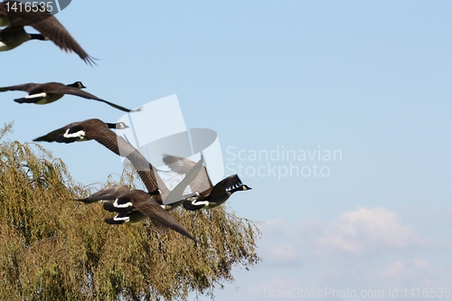 Image of Geese with trees and blue sky