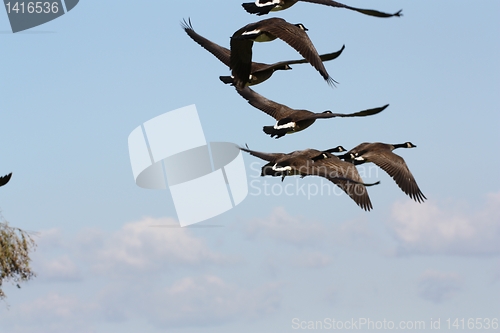 Image of Six geese with wings some up and some down
