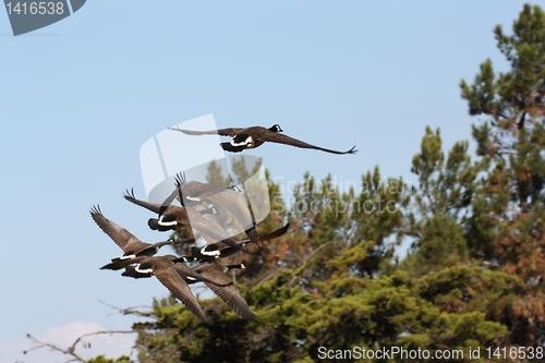 Image of Geese flying above trees