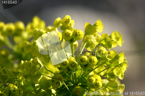 Image of Flowers