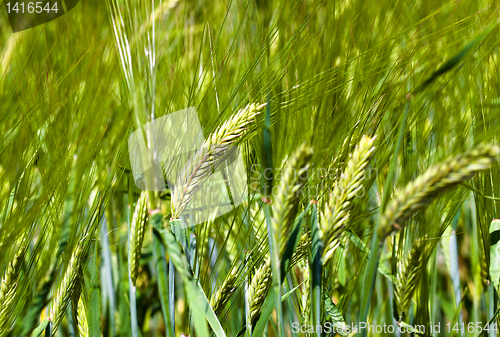 Image of 	ear wheat