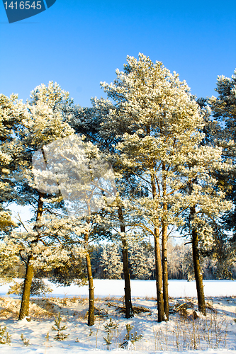 Image of 	Pine top in hoarfrost