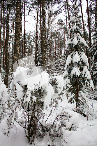 Image of Winter wood