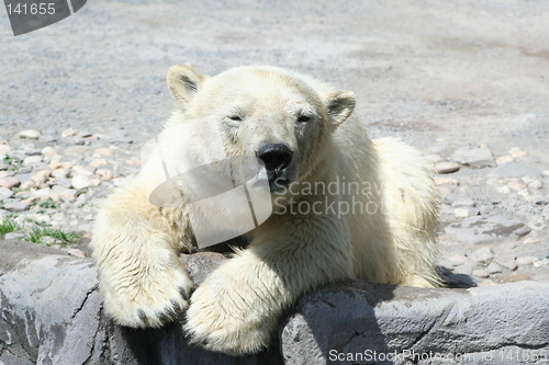 Image of young polar bear
