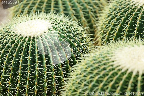 Image of Cactus