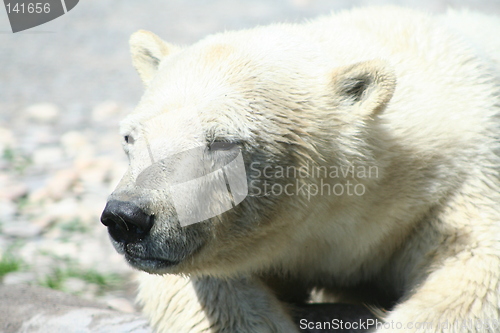 Image of polar bear