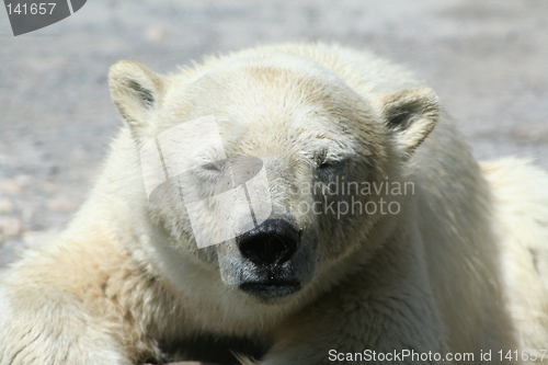 Image of polar bear