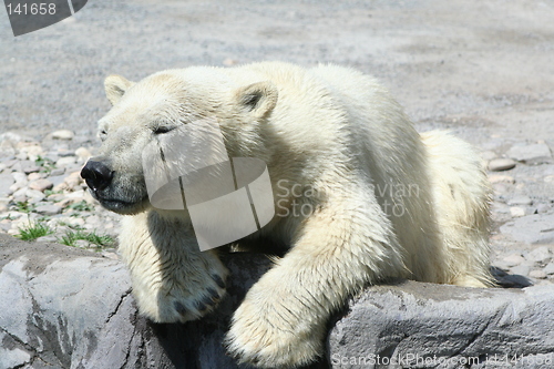 Image of polar bear