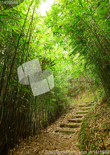 Image of path in bamboo forest