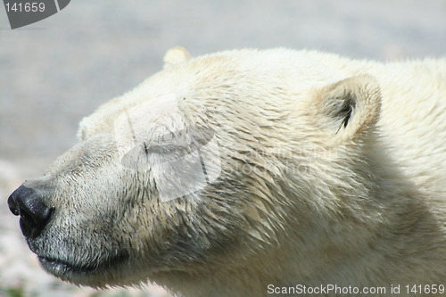 Image of polar bear