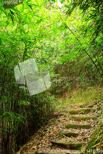 Image of bamboo forest path