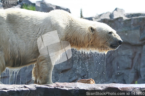 Image of polar bear