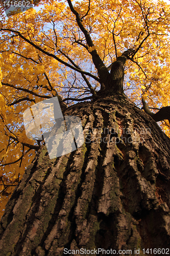 Image of old autumn tree