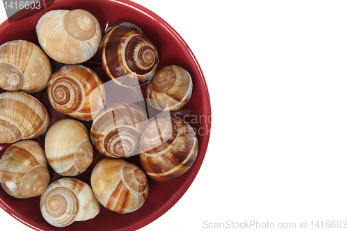 Image of snails as gourmet food 