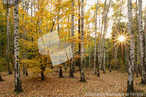 Image of very nice autumn forest 