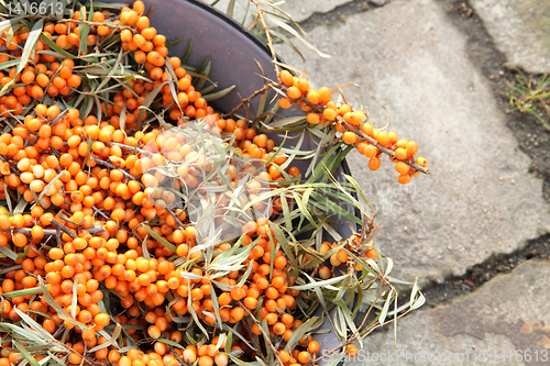 Image of seabuckthorn