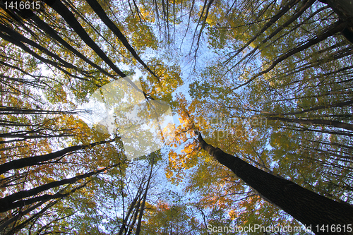 Image of very nice autumn forest 