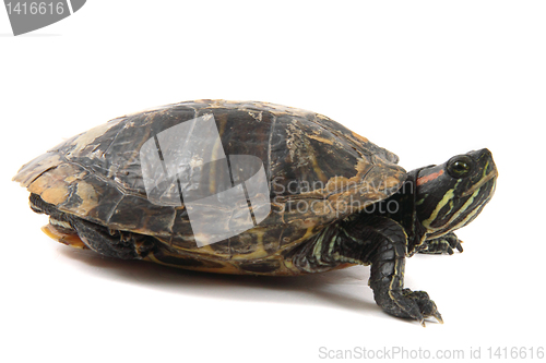 Image of water turtle 