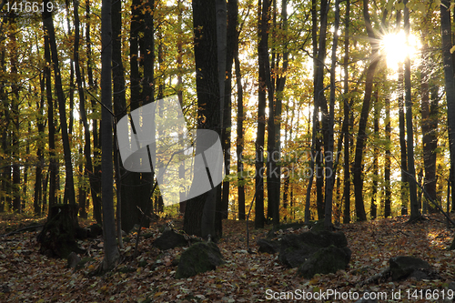 Image of very nice autumn forest 