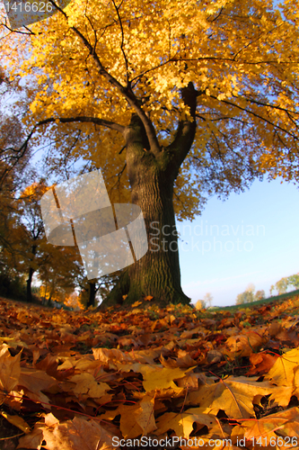 Image of old autumn tree