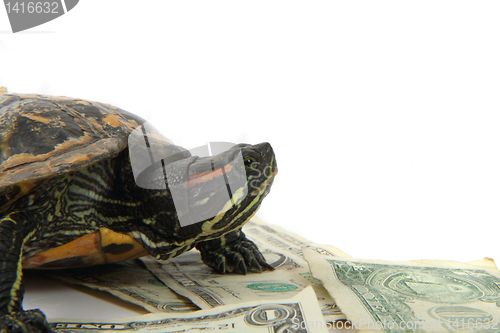 Image of water turtle and money