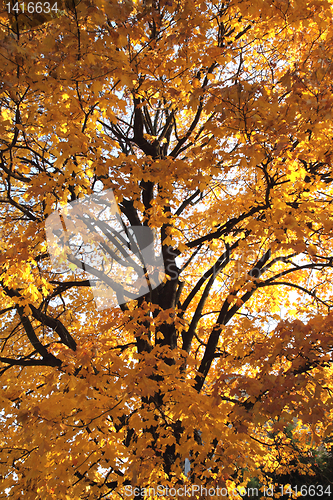 Image of old autumn tree