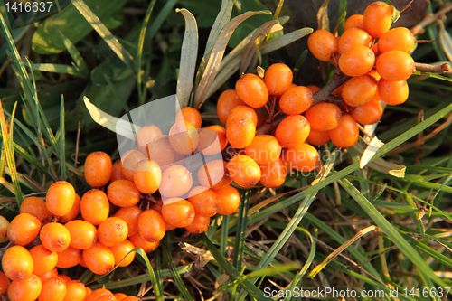 Image of seabuckthorn